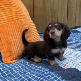 Landon - Chocolate and cream male Dachshund puppy in New Albany, Mississippi from Double A. Doxies