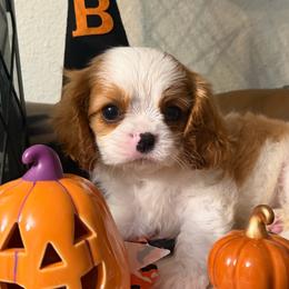 Rocco - Blenheim male Cavalier King Charles Spaniel puppy in Kidder, South Dakota from Continental Cavaliers