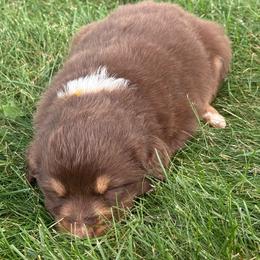 Durango - Red tri male Miniature Australian Shepherd puppy in New London, Minnesota from Broken T Australian Shepherds