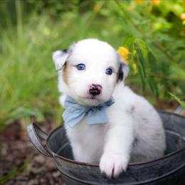 Bashful - Blue merle male Australian Shepherd puppy in Georgetown, Texas from River Reign Australian Shepherds