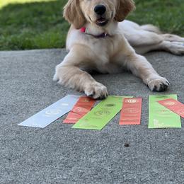 Golden Retriever Puppies from Morgan’s Heart of Gold Retrievers