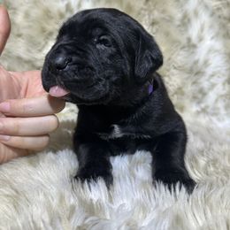 Silver purple Collar - Black female Cane Corso puppy in Fairfield, California from Royal Class Kennels