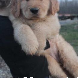 Golden Retrievers from Great Golden Breeding