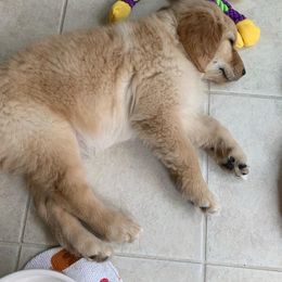 Golden Retriever, Goldendoodle, and Sheepadoodle Puppies from Guppy Puppies