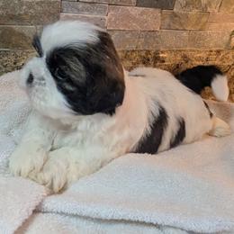 Monster - Gold and white male Shih Tzu puppy in Clyde, North Carolina from Shawgo Pups