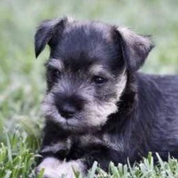 Miniature Schnauzers from Arnold Acres Mini Schnauzers