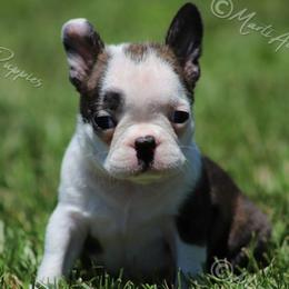 AKC 'Bridgett' - Black brindle and white female Boston Terrier puppy in Lamar, Missouri from Marti Acres ~ Boston Terrier & Beagles