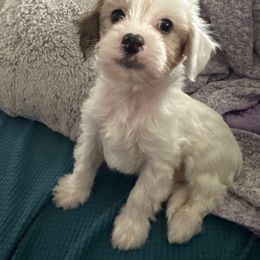 Sapphire - Cream male Chinese Crested puppy in New Windsor, Maryland from Ambush Kennel