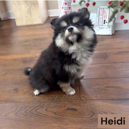 Heidi - Tri-color female Pomsky puppy in Long Grove, Illinois from Windy City Pomsky