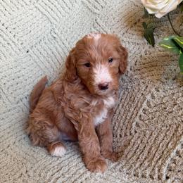 Simon - Parti male Goldendoodle puppy in Barstow, California from Golden Desert Doodles
