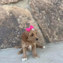 Hot Pink - Apricot female Goldendoodle puppy in Casper, Wyoming from 307 Doodles