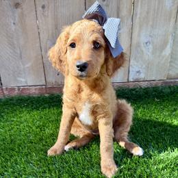 Pearl - Apricot female Goldendoodle puppy in Carlsbad, California from Seaside Doodle Co.