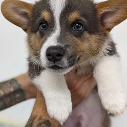 Pembroke Welsh Corgi Puppies from Wartooth Cowdogs