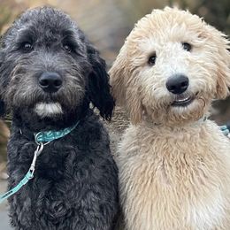 Aussiedoodles, Goldendoodles, and Labradoodles from Patriot Family Paws
