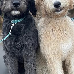 Aussiedoodles, Goldendoodles, and Labradoodles from Patriot Family Paws