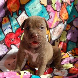 Light Pink girl - Brown female American Bully puppy in Sandy Hook, Connecticut from Fia Bullies