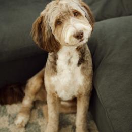 Bindi - Bernedoodle