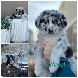 Boy 2 (Taj Mahal) - Blue merle Australian Shepherd puppy in Utah from Sage Brook Companions