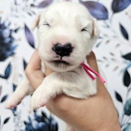Pink - White and black female Dalmatian puppy in Gray, Georgia from Fuller Spots