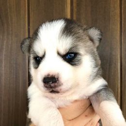 Pomsky Puppies from Oxsana Perfect Pomsky