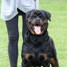 Ximazey DR (Pregnant) - Black and mahogany female Rottweiler puppy in Denver, Colorado from DR