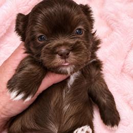 Chesley - Chocolate female Shih Tzu puppy in Tallahassee, Florida from Bows and Bow Ties
