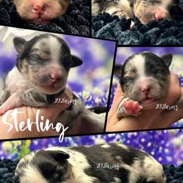 4 Sterling, BMM - Blue merle male Miniature American Shepherd puppy in Huntington, Texas from JKKJ Farms, LLC