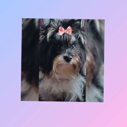Zaylee - Yorkshire Terrier