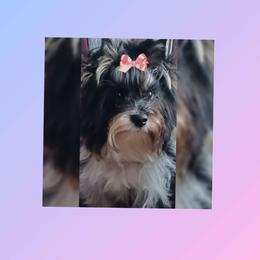 Zaylee - Yorkshire Terrier