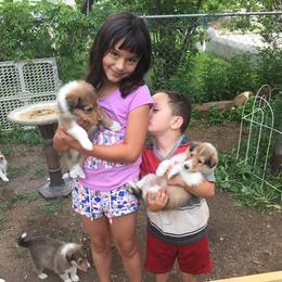 Collie Puppies from Lovely Heart Collies