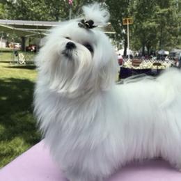 Trisha - Maltese