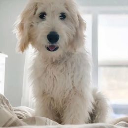 Goldendoodle and Poodle All Grown Up from Green Heart Poodles and Doodles