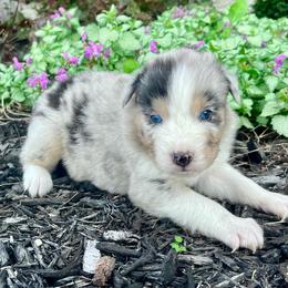 Honor - Blue merle male Australian Shepherd puppy in Loda, Illinois from Pilcher Farms