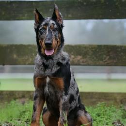 Marina (Red collar) - Harlequin female Beauceron puppy in Waller, Texas from Côté Obscur