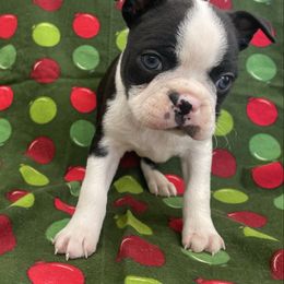 Zane - Black and white male Boston Terrier puppy in Fillmore, Illinois from Wind Hill Puppies