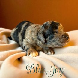 Blue Jay - Blue merle male Aussiedoodle puppy in Ellenburg Depot, New York from K&S Country Kennels