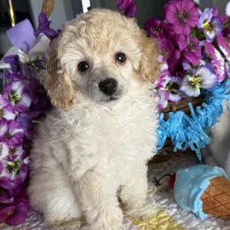 Poodle puppies from Those Prissy P. Poodles