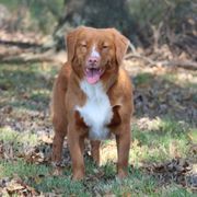 French Bulldogs and Nova Scotia Duck Tolling Retrievers from Folklore Den