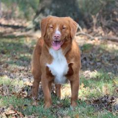 French Bulldogs and Nova Scotia Duck Tolling Retrievers from Folklore Den