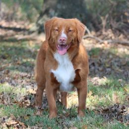 French Bulldogs and Nova Scotia Duck Tolling Retrievers from Folklore Den