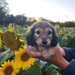 Buster - Cream male Dachshund puppy in Goshen, Indiana from Knollbrook Farm