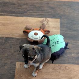 ClaraBell - Chocolate and tan female Chihuahua puppy in Marianna, Florida from Garden Tub Chihuahuas