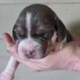 Stetson - Blue tan and white male Beagle puppy in La Pine, Oregon from Happier with Dogs