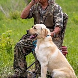 Aussiedoodles and Labrador Retrievers from Windbush