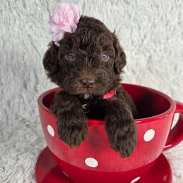 Honey - Brown and white female Aussiedoodle puppy in Haleyville, Alabama from The Cuddly Dood Ranch