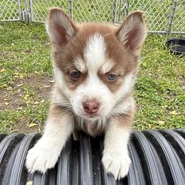 Miata - Chocolate female Pomsky puppy in Greenfield, Minnesota from SRF Pomskies