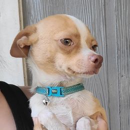 Chico - Chihuahua