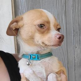 Chico - Chihuahua