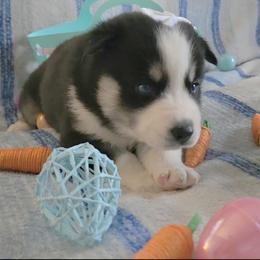 Ice 9 - Black and white female Siberian Husky puppy in Spring Hill, Florida from Whitmore Wolfpack LLC