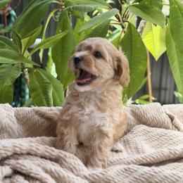Milo - Apricot male Cavapoo puppy in Davie, Florida from Loyal Paws 4 Life